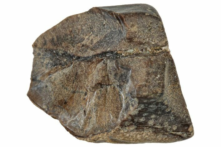 Fossil Dinosaur (Triceratops) Shed Tooth - Montana #324156